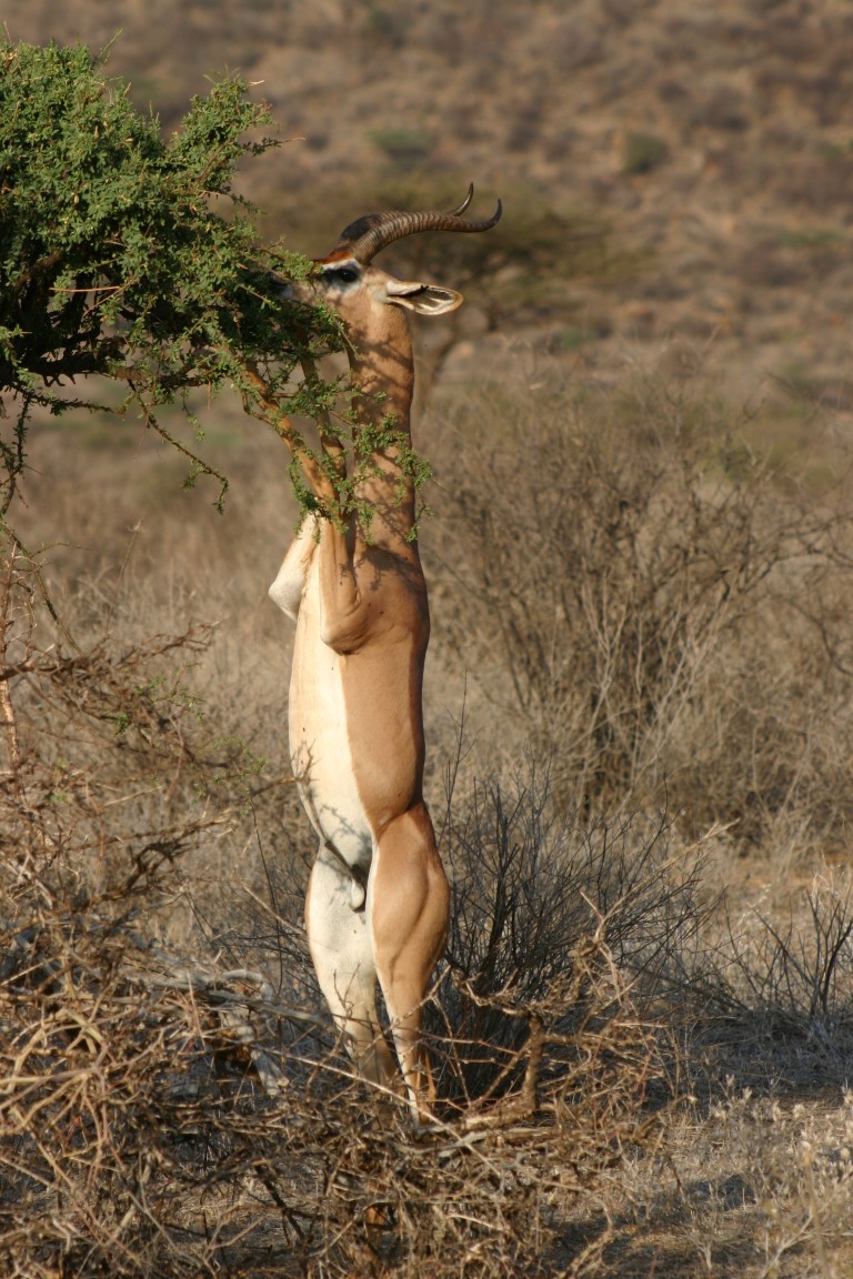 Gerenuk Mkomazi