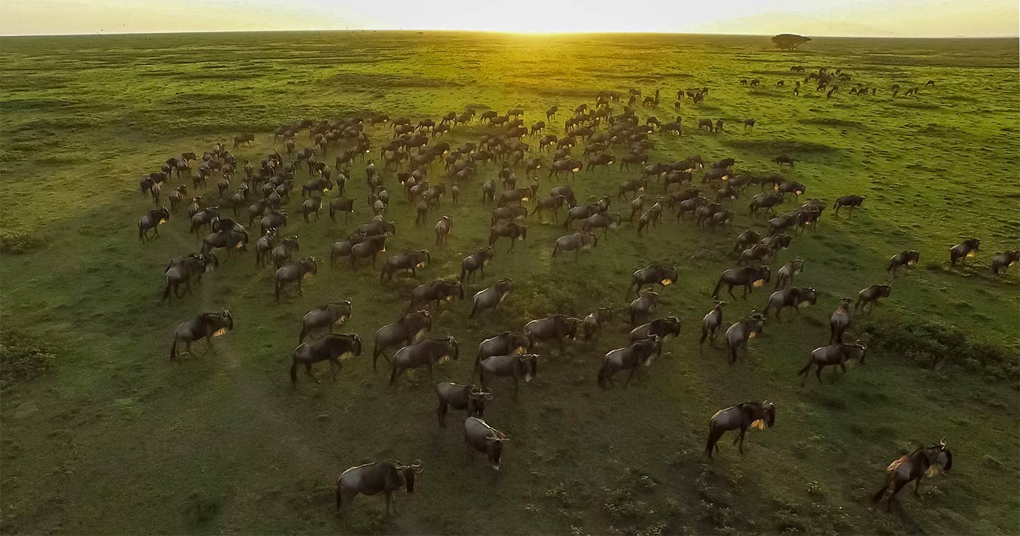 great migration serengeti tanzania