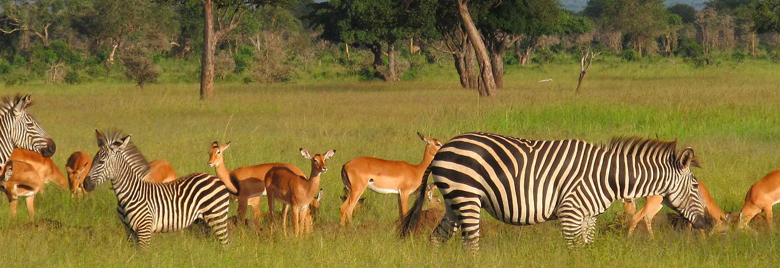mikumi zebras and impalas