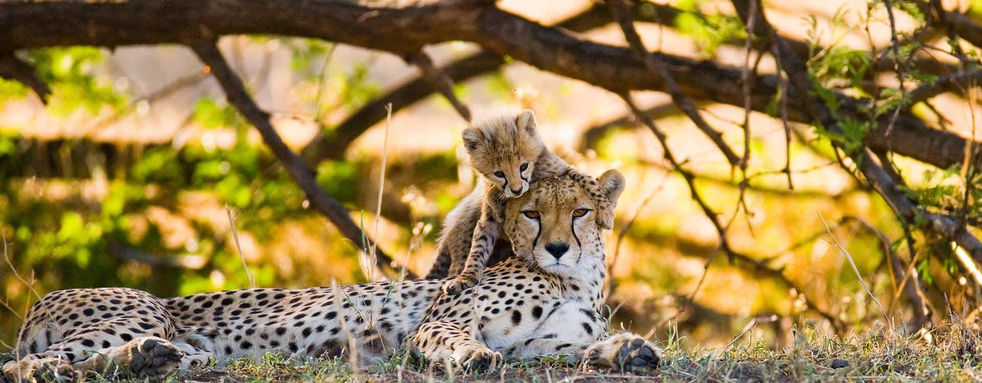 nyika discovery safari destinations katavi national park 1 1